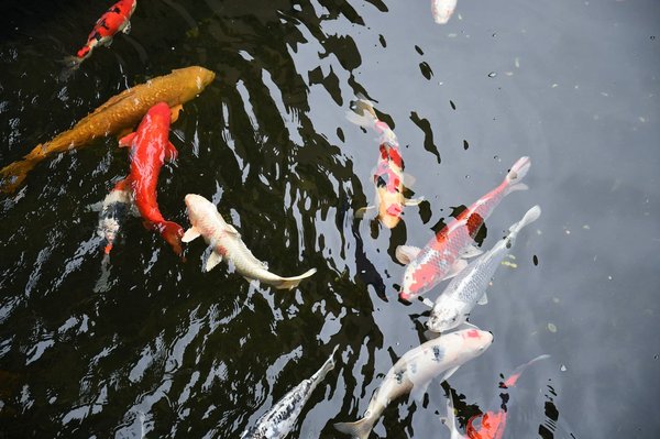 Comment maîtriser l'art du feng shui dans un petit appartement ?
